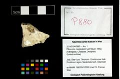 Foto (Objekt + Etikett) von Pithonoton marginatum (von Meyer, 1842)  (NHMW-GEO-2014-0194-0880)